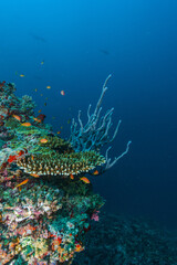 coral reef with fish © Evgenios