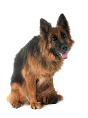Fototapeta premium old german shepherd and woman