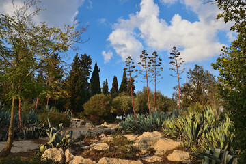Naklejka premium Mediterranean garden landscape with Agave americana plants, dried flower stalks, Italian cypress trees and limestone rocks at Bloomfield Garden near Yemin Moshe neighborhood in Jerusalem, Israel