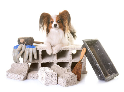 puppy pappillon dog and masonry