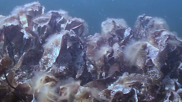 Explore the fascinating underwater ecosystem of the White Sea. See vibrant brown algae swaying gently in the cold currents. White fuzz accents the swaying seaweed creating a strange garden landscape.