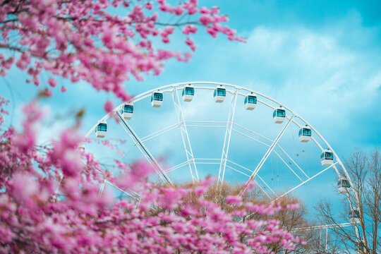 Ferris wheel in Riga, Latvia, framed through pink, full blooming cherry blossom Sakura trees with shallow depth of field, isolated scene, and vivid blue sky. Spring scenery in the park