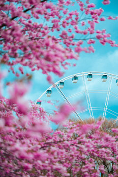 Ferris wheel in Riga, Latvia, framed through pink, full blooming cherry blossom Sakura trees with shallow depth of field, isolated scene, and vivid blue sky. Spring scenery in the park