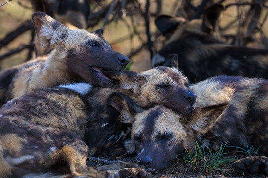 View of a pack of African wild dogs huddling together and playing in the savanna brush of Kruger National Park Skukuza, Mpumalanga, South Africa.
