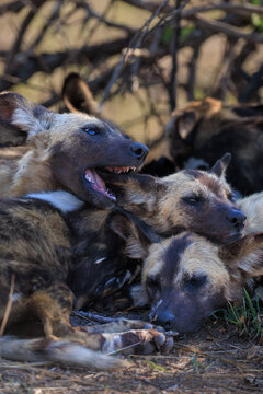 View of African wild dogs huddling and playing together in the shade of Kruger National Park Skukuza, Mpumalanga, South Africa.