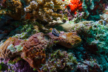 coral reef and sea © Evgenios
