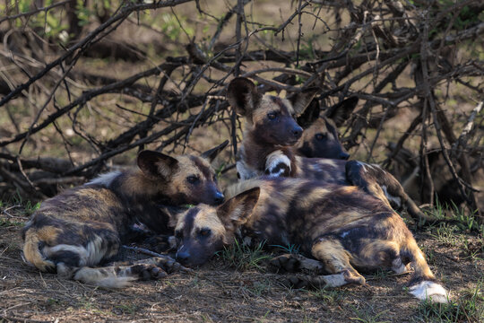 View of African wild dogs resting in the shade of dry bushes in the savanna at Kruger National Park Skukuza, Mpumalanga, South Africa.