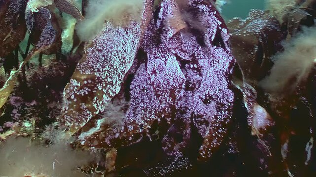 Explore the depths where majestic kelp forests sway. A gentle current stirs up sediment, revealing the hidden beauty of this Pacific Northwest ecosystem.