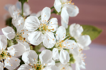 Fototapeta premium Blossoming Cherry Flowers Capture the Essence of Spring in a Sunlit Room, Filling the Air With Beauty and Freshness That Invites Tranquility and Joy