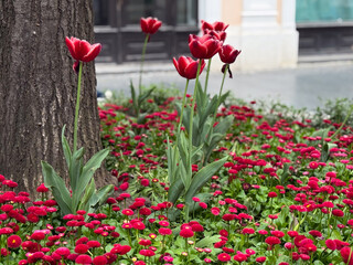 Red tulips growing among blooming bellis daisies near tree trunk. Spring garden planting, floral arrangement, seasonal color, botanical diversity, and ornamental landscaping design. © satura_