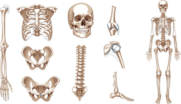 Human skeleton anatomy collection with bones and joints in medical vector illustration set