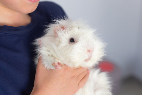 Child holding a fluffy white guinea pig with a curious expression, showcasing its soft fur and small features in a bright indoor setting