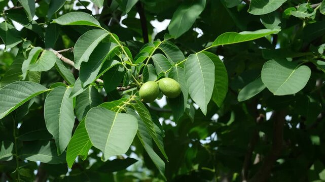 Two green, unripe walnuts growing on a leafy branch of a walnut tree under bright sunlight.