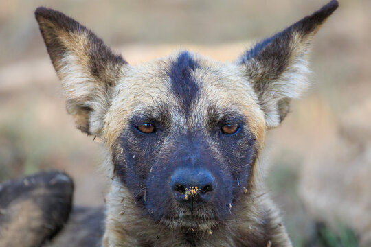 View of an African wild dog portrait showing its large rounded ears and dark facial markings in Kruger National Park Skukuza, Mpumalanga, South Africa.