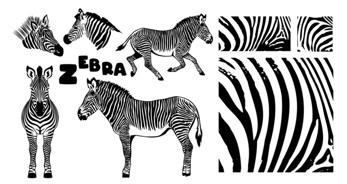 Monochrome zebra set. Hand drawn. Not AI, vector illustration.