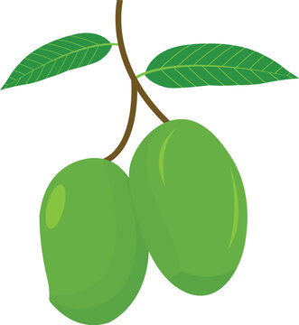 Green Mango Vector Illustration Representing Unripe Tropical Fruit, Fresh Farm Produce, and Healthy Natural Food Concept