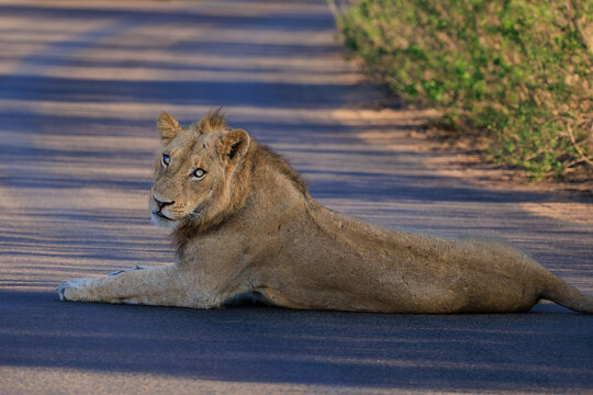 View of a young male lion lying on an asphalt road in Kruger National Park with green bushes in the background Skukuza, Mpumalanga, South Africa.