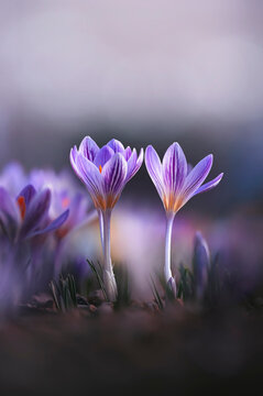 Focus stacked macro photo of two striped purple crocus flowers in spring, shallow depth of field, dreamy soft light, and colorful blurred background. Dark, moody hues and faded blacks