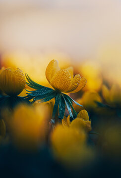 Focus stacked macro photo of a single bright yellow winter aconite flower with raindrops, shallow depth of field, dreamy light, and dark teal moody background. Soft, dreamy light