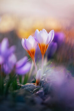 Focus stacked macro photo of dreamy purple crocus flowers in dreamy spring light, shallow depth of field, and colorful blurred backgroundFocus stacked macro photo of dreamy purple crocus flowers in dr