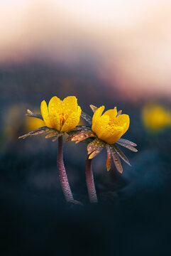 Focus stacked macro photo of two bright yellow winter aconite flowers with raindrops, isolated subject, shallow depth of field, dark moody background, and dreamy spring light. Early Spring flowers