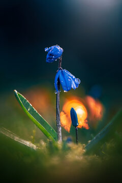 Focus stacked macro photo of vibrant blue Siberian squill (Scilla siberica) flowers with raindrops, shallow depth of field, dreamy orange golden hour bokeh at night
