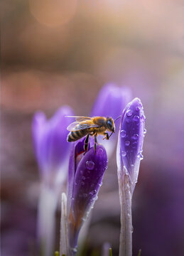 Close up of a honey bee resting on purple crocus flowers with water drops, isolated subject with shallow depth of field, soft dreamy spring light, bokeh, and colorful blurred background