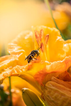 Macro photo of a wool carder bee on a bright yellow orange daylily flower with a shallow depth of field, dreamy sunlight, colorful background, and isolated subject