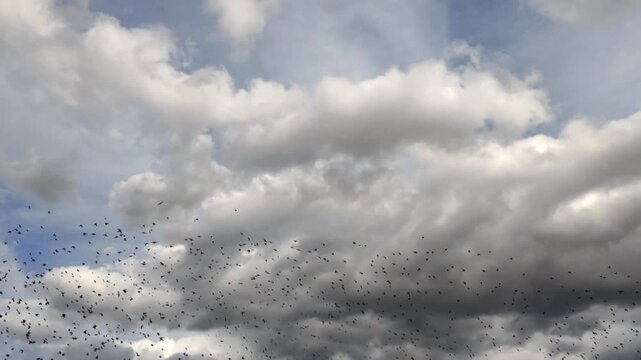 Video of a flock of starlings a natural spectacle whose collective sound is a loud, constant murmur of varied songs.

