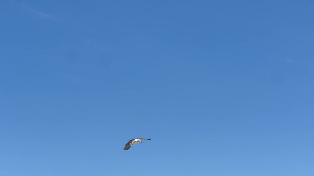 gaivotas cidade 
