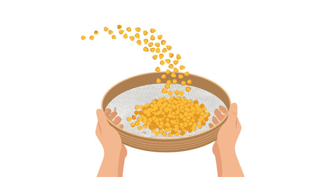 Two hands holding a traditional wooden sieve filled with yellow corn kernels while sifting and pouring grains into a pile against a clean white background in bright lighting.