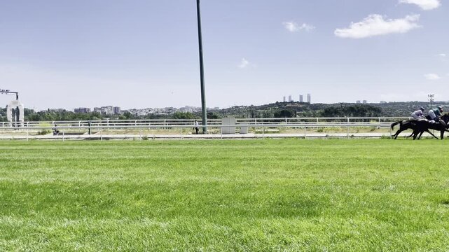 Carrera de caballos galopando en grupo en hip&oacute;dromo de turf con jockey y pura sangre en pista h&iacute;pica de hierba a toda velocidad