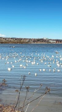 oies des neiges, Ville de Qu&eacute;bec, Canada