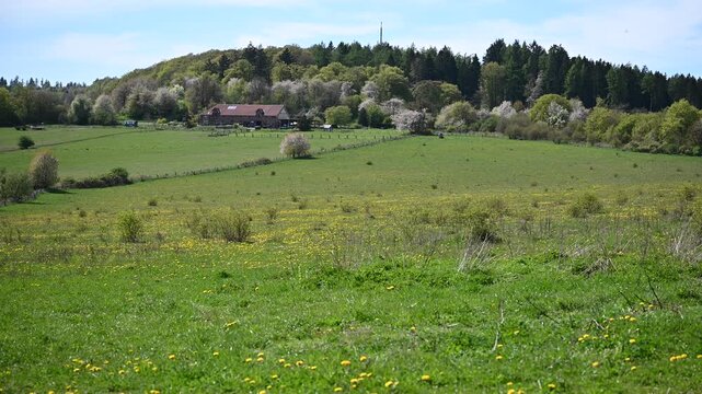 field in spring