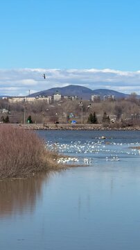 oies des neiges, Ville de Qu&eacute;bec, Canada