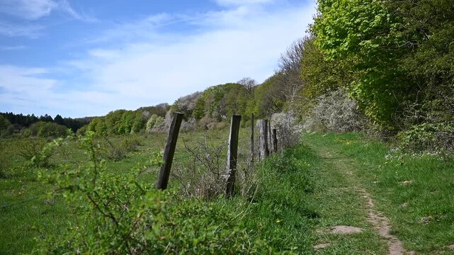 field in spring