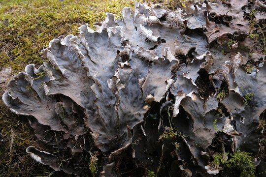 Lichens Peltigera canina - commonly known as the dog lichens
