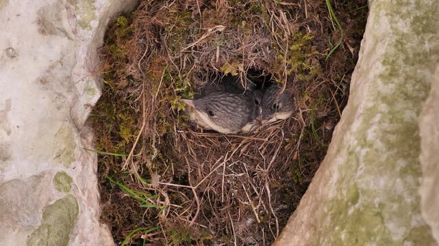 White-throated dipper nest with chicks (Cinclus cinclus). European dipper