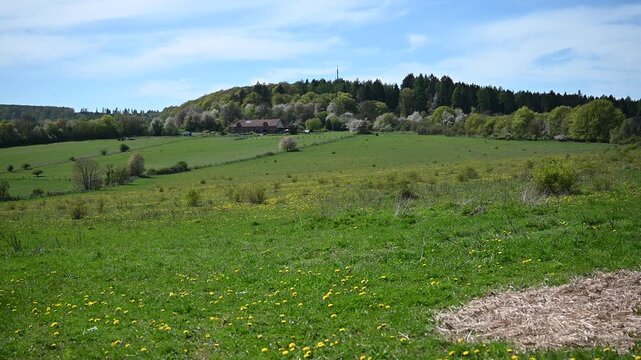 field in spring