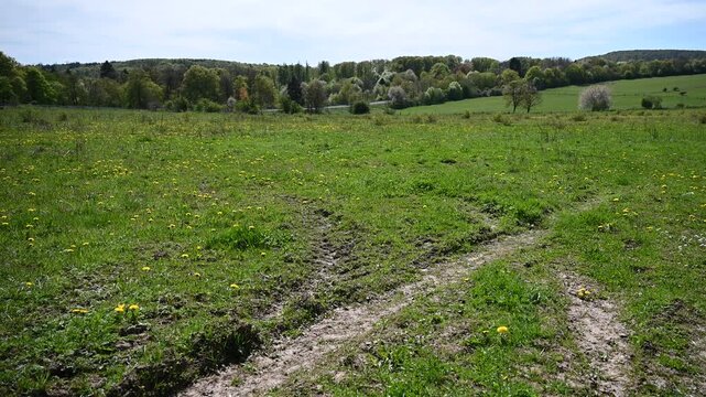 field in spring