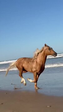 Powerful golden horse running in slow motion along the ocean coastline.