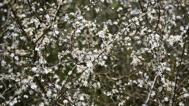 White flowers in spring