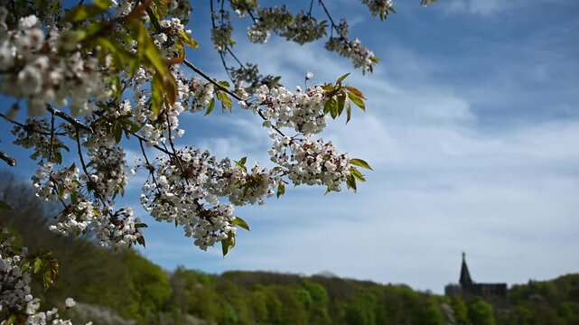 White flowers in spring