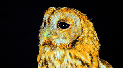 owl with golden feathers isolated on a black background © AHMED BADAWY