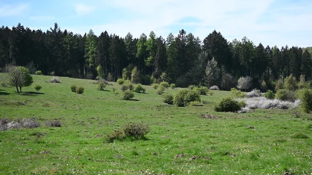 field in spring