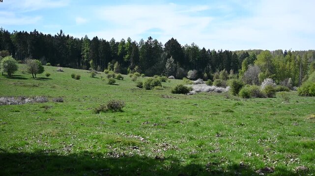 field in spring