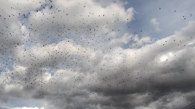 Video of a flock of starlings a natural spectacle whose collective sound is a loud, constant murmur of varied songs.
