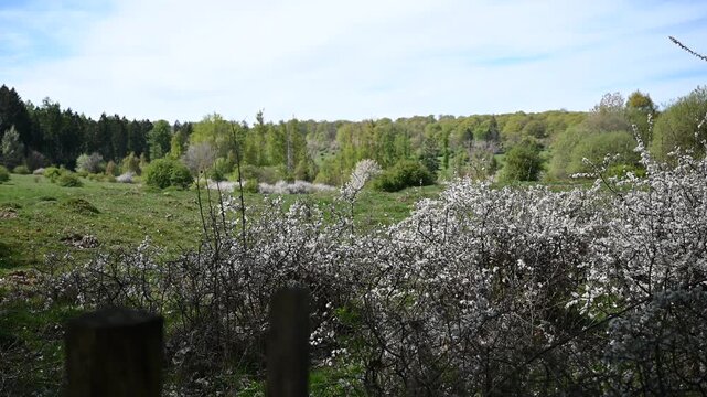 field in spring
