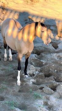 Beautiful Stallion Trotting in Sandy Enclosure at Sunset