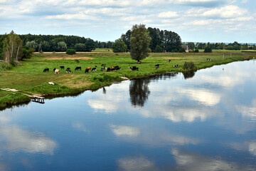A herd of cows in a pasture on the Notec River during summer © GKor